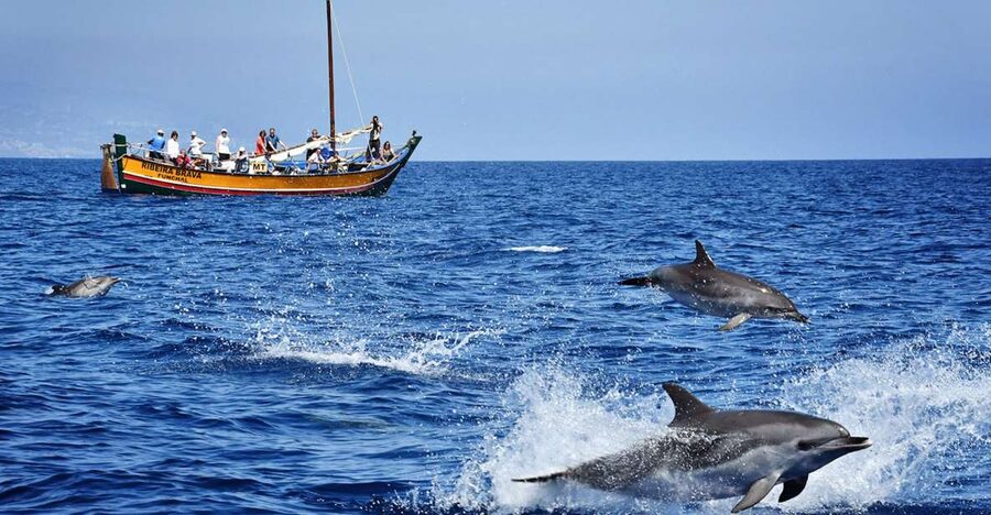 Madeira: Whale Watching Excursion in a Traditional Vessel - Quick Reasons You’ll Like This Madeira Whale Watching Trip