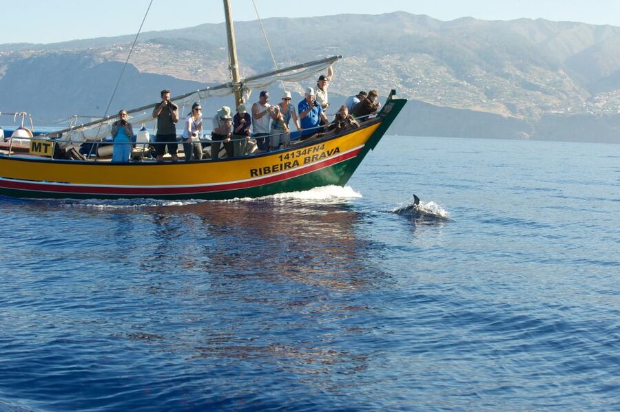 Madeira: Whale Watching Excursion in a Traditional Vessel - Who This Tour Fits Best (and Who Might Pass)