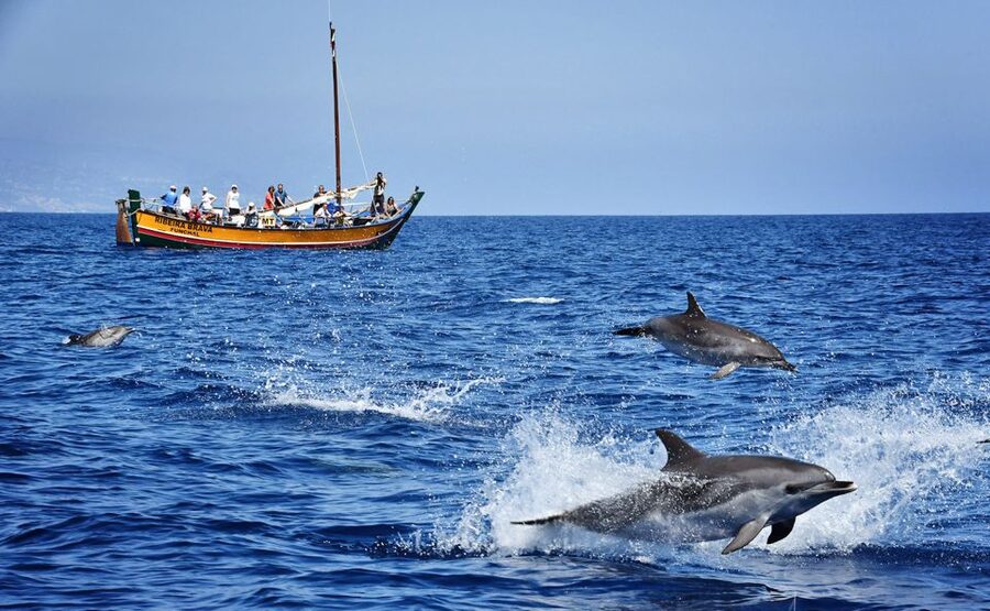 Madeira: Whale Watching Excursion in a Traditional Vessel - Ribeira Brava: The Traditional Wooden Boat That Changes the Mood