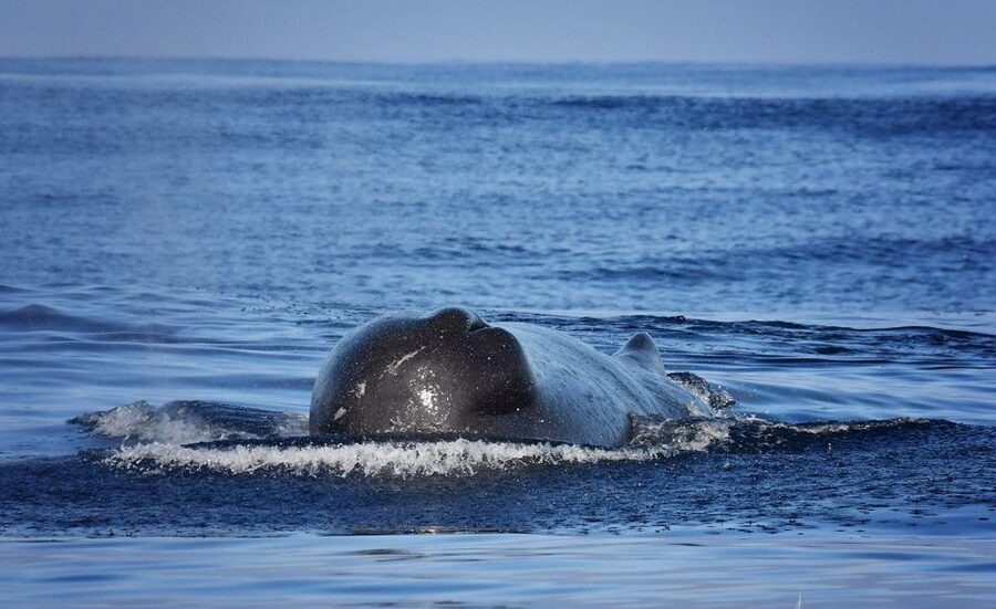 Madeira: Whale Watching Excursion in a Traditional Vessel - Protected Waters and the 85.6% Success Rate