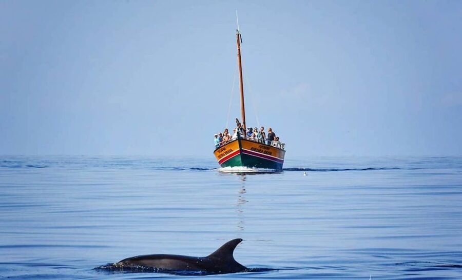 Madeira: Whale Watching Excursion in a Traditional Vessel - Wildlife Watching That Feels Ethical, Not Like Chasing