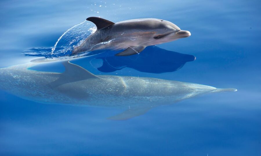 Madeira: Whale Watching Excursion in a Traditional Vessel - Guides Like Ana, Camilla, Carlos, and Paula, and Why Their Explanations Matter