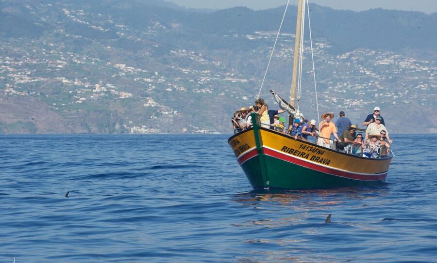 Madeira: Whale Watching Excursion in a Traditional Vessel - The Captain and Safety: Calm Sailing Helps You Watch