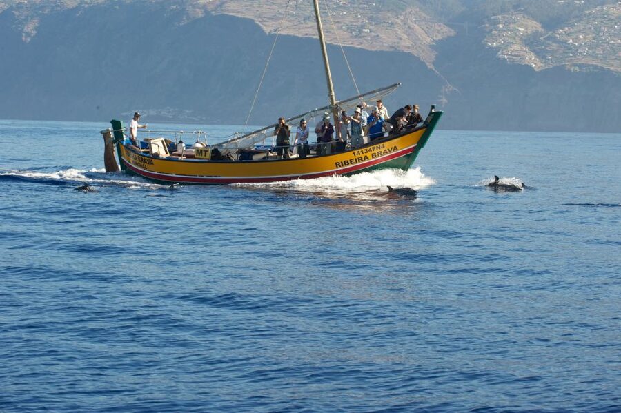 Madeira: Whale Watching Excursion in a Traditional Vessel - Price Versus What You Get: Is $53 Good Value?