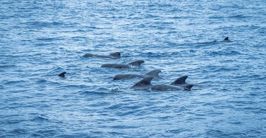 Madeira : Whales and Dolphins wooden boat excursion - Key highlights before you go