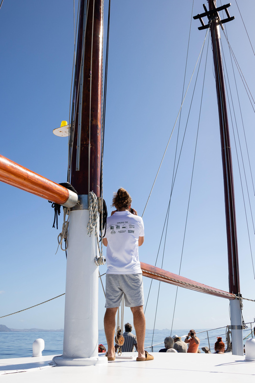 Madeira : Whales and Dolphins wooden boat excursion - Madeira wine welcome drink and onboard comfort you will appreciate
