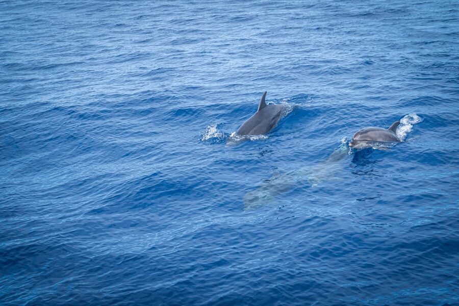 Madeira : Whales and Dolphins wooden boat excursion - Cabo Girão swim stop: when it happens and how to plan for it