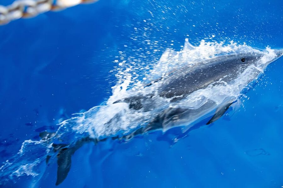 Madeira : Whales and Dolphins wooden boat excursion - Price and value: is $41 per person a fair deal?
