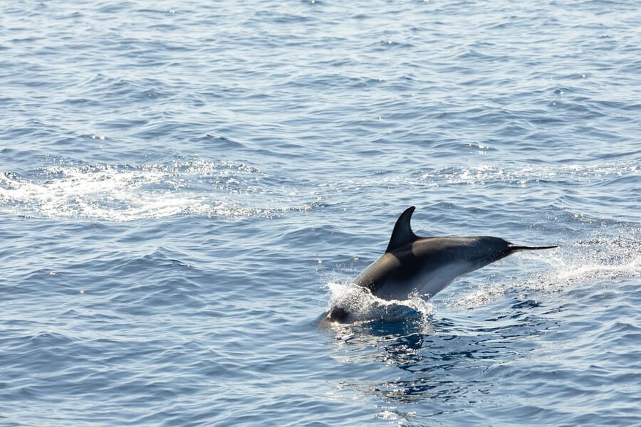 Madeira : Whales and Dolphins wooden boat excursion - Who this Madeira whales and dolphins cruise fits best