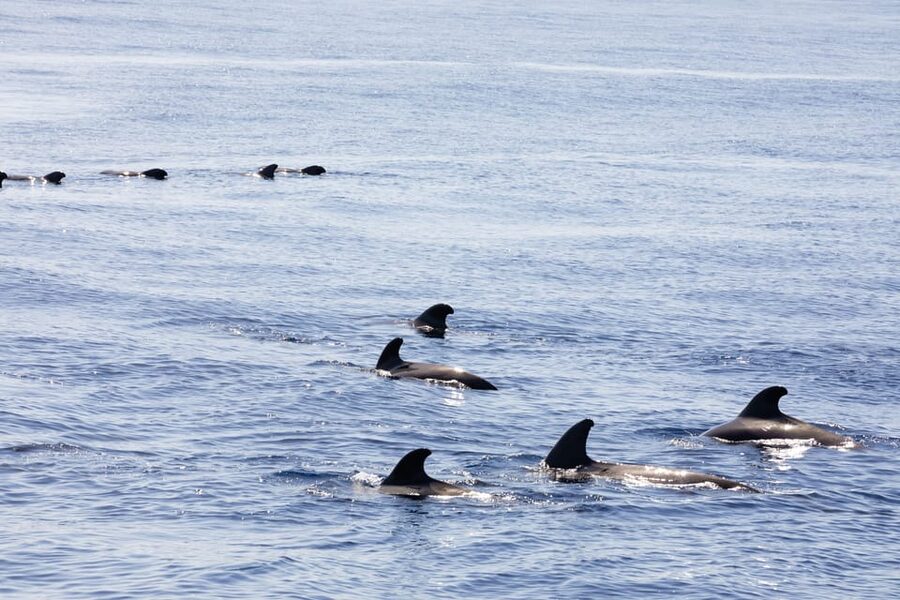 Madeira : Whales and Dolphins wooden boat excursion - Should you book Bonita da Madeira? My quick take