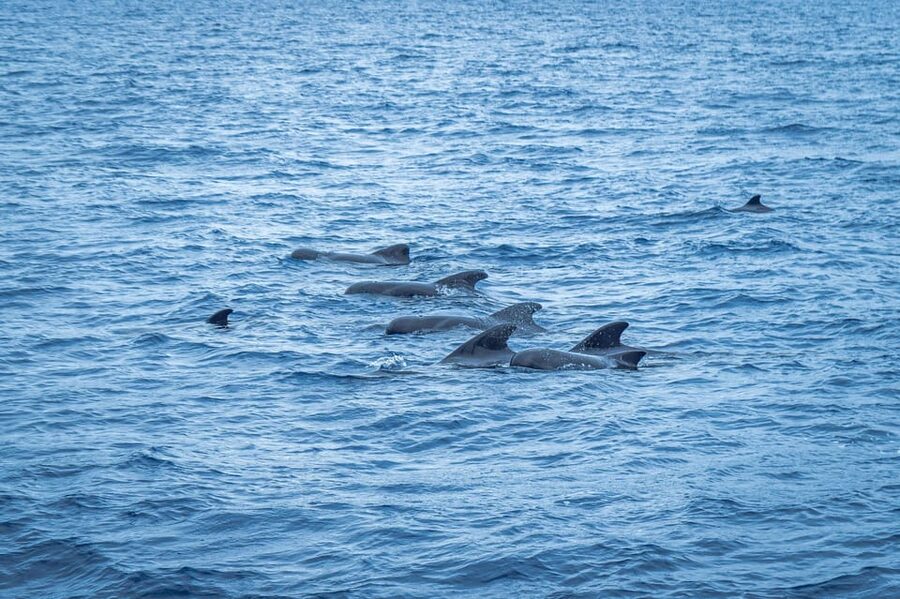 Madeira : Whales and Dolphins wooden boat excursion - FAQ