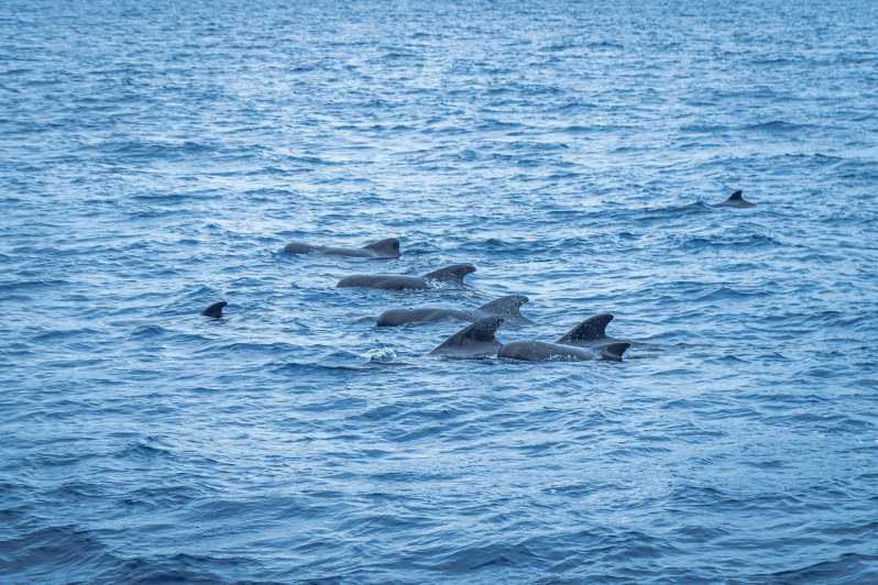 Madeira : Whales and Dolphins wooden boat excursion - 3 hours on a wooden boat: how whale and dolphin spotting really works