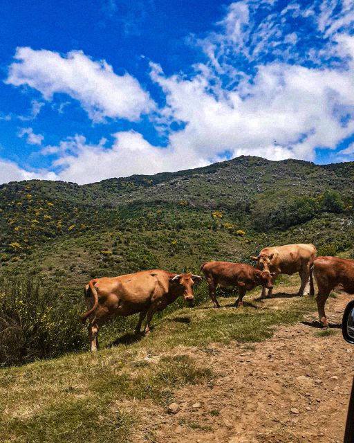 Madeira Wild West 4X4 Tour Safari - Laurisilva forest off-road: where the 4x4 actually matters
