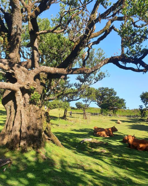 Madeira Wild West 4X4 Tour Safari - The guide makes or breaks the day