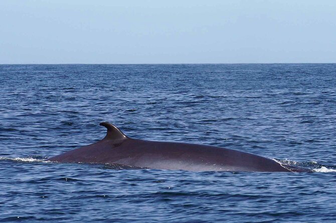 Magic Dolphin Sea Safaris - Starting at Magic Dolphin Praca do Povo, right by Funchal