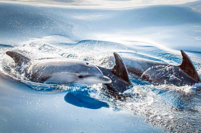 Magic Dolphin Sea Safaris - The spotting system: how land binoculars change your odds