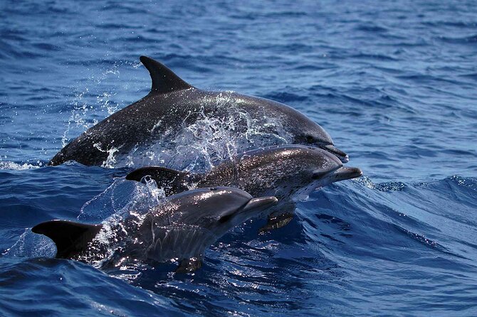 Magic Dolphin Sea Safaris - Wildlife you might spot, and why each one matters