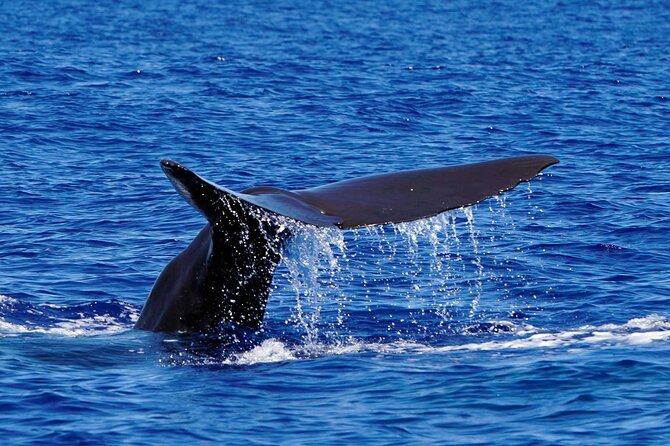 Magic Dolphin Sea Safaris - The guides and the onboard tone (Clara, Natasha, and the team feel)