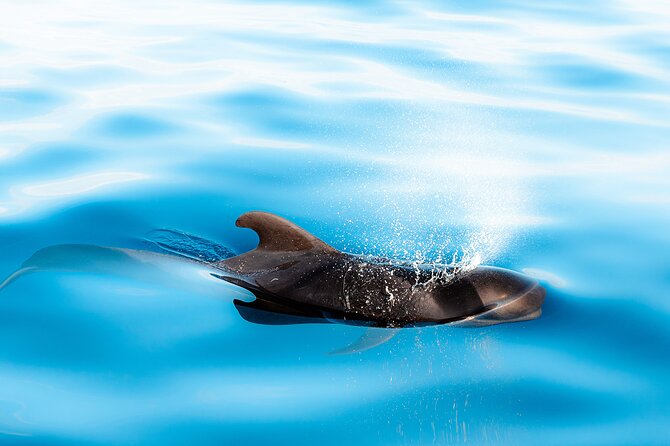 Magic Dolphin Sea Safaris - Comfort and safety: fast power, cushioned seats, real ocean conditions