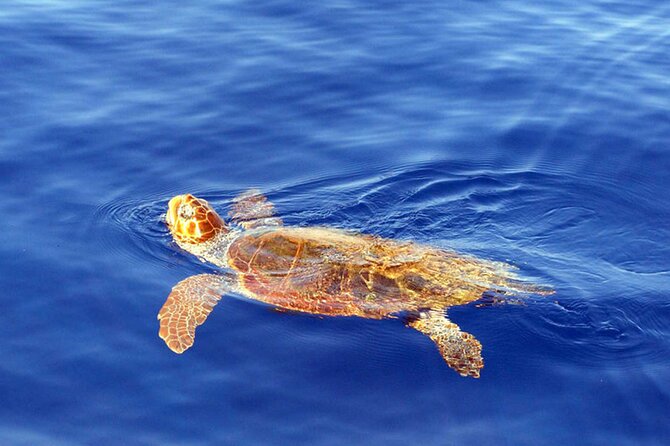 Magic Dolphin Sea Safaris - A closer look at logistics you can plan around