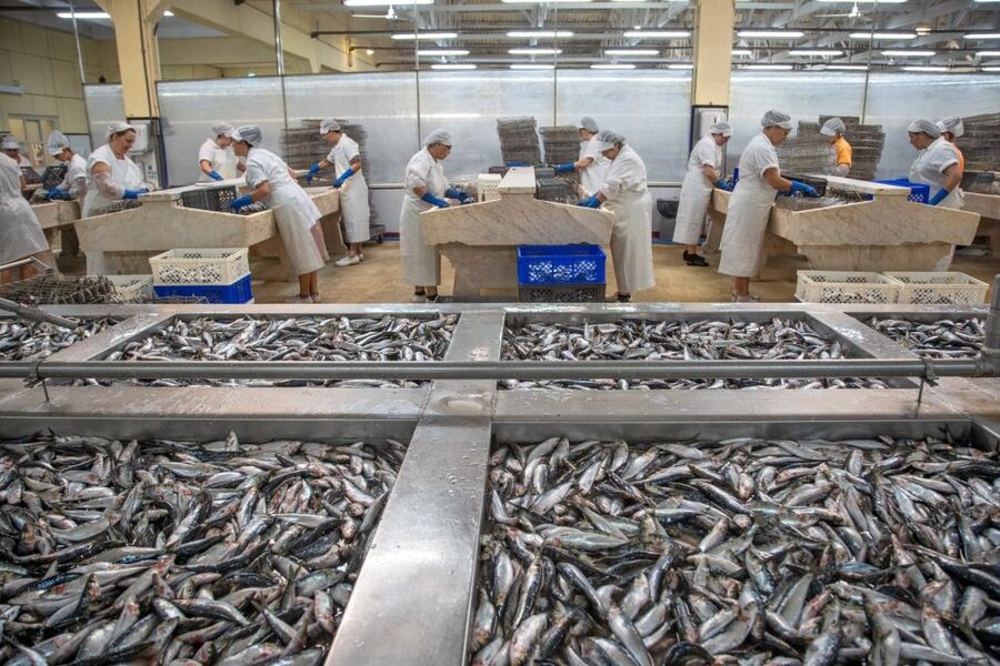 Matosinhos: Conservas Pinhais Factory Tour - Who should book this tour, and who might not