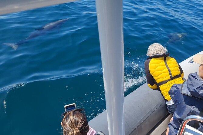 Meet the Lisbon Dolphins - Dolphin Watching in Lisbon - Dolphin watching starts under the 25 de Abril bridge