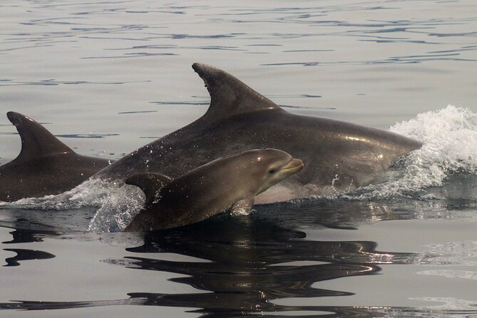 Meet the Lisbon Dolphins - Dolphin Watching in Lisbon - How the crew tries to keep dolphins close
