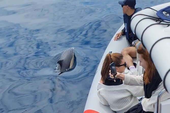 Meet the Lisbon Dolphins - Dolphin Watching in Lisbon - What species you can hope to see, and what surprises happen