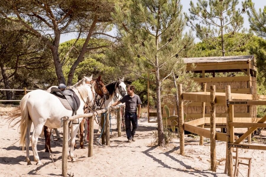 Melides: Horse Riding on the Beach with Wine Tasting - Key Things to Know Before You Ride Melides