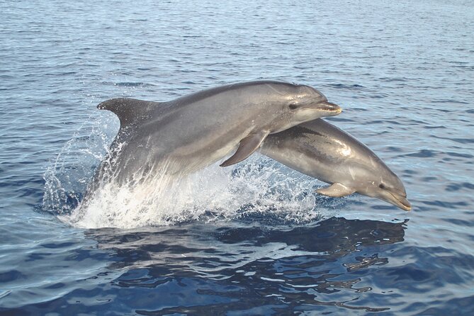NEW Lagos-Watching Dolphins and Benagil Cave with Biologists - Marine Biologist On Board: What You Will Actually Gain