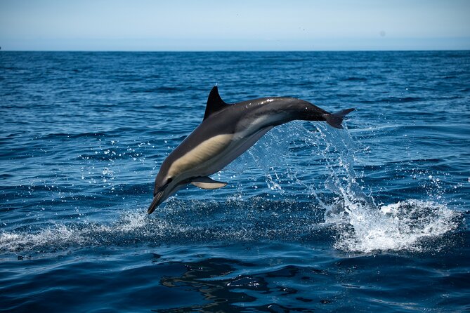 Observation of Dolphins and Whales with Marine Biologist in Arrábida - Key things to know before you go