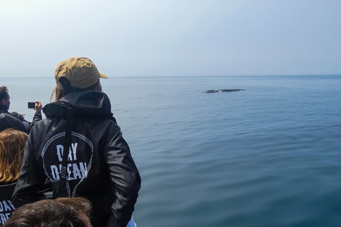 Observation of Dolphins and Whales with Marine Biologist in Arrábida - Meeting at DayDream Experience in Sesimbra: timing and getting oriented