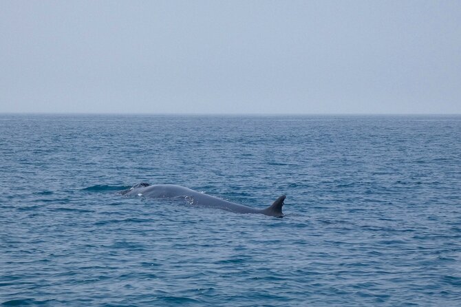 Observation of Dolphins and Whales with Marine Biologist in Arrábida - Caves, coastline views, and the chance to swim