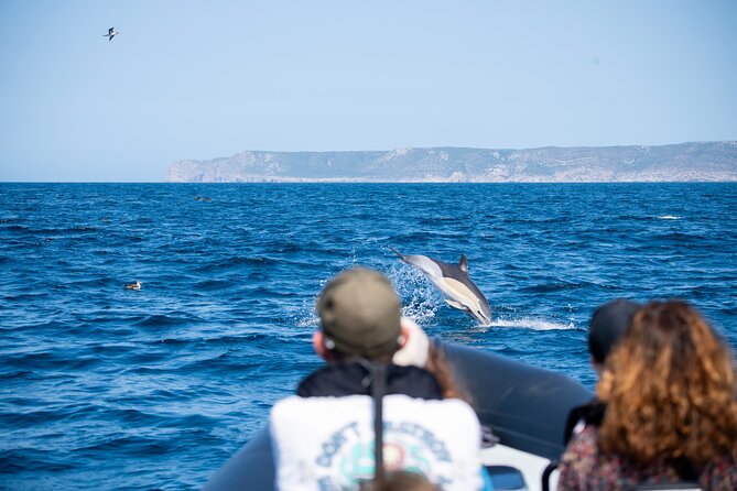 Observation of Dolphins and Whales with Marine Biologist in Arrábida - Marine biologist-led explanations: Catarina, Erica, and what you learn