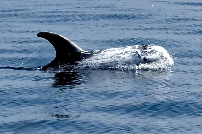 Observation of Dolphins and Whales with Marine Biologist in Arrábida - Whale sightings and other wildlife: what to expect without the stress
