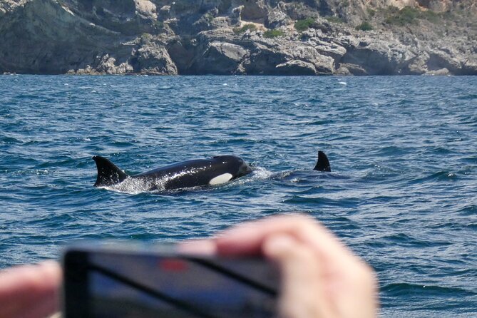 Observation of Dolphins and Whales with Marine Biologist in Arrábida - Price and value: does $66.54 make sense?