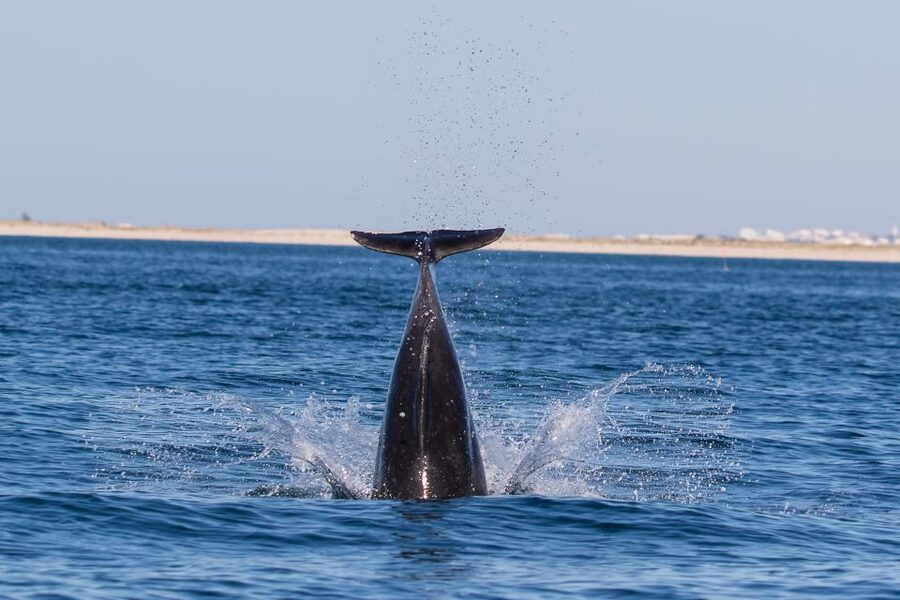 Olhão: Dolphin Observation - Key things to know before you go