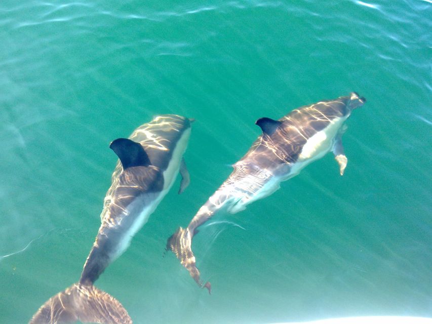 Olhão: Dolphin Observation - From Olhão Marina to Open Sea: what the cruise feels like