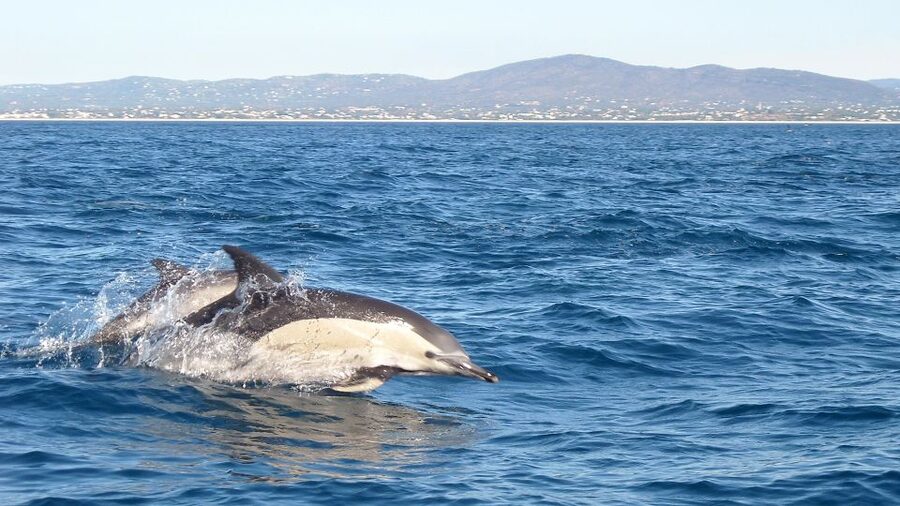 Olhão: Dolphin Observation - Ria Formosa Natural Reserve views while you cruise