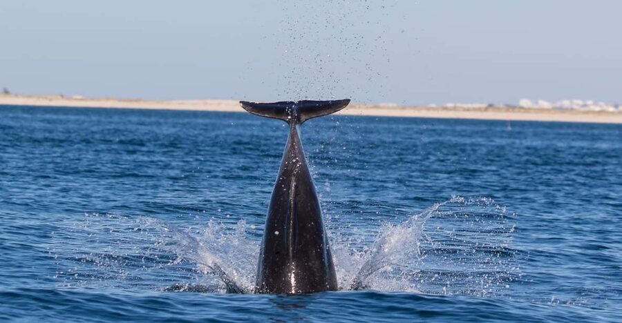 Olhão: Dolphin Observation - Boarding details that matter more than you think