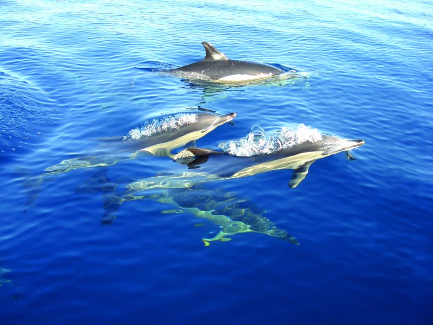 Olhão: Dolphin Observation - What you should expect to see on the water (and how often)