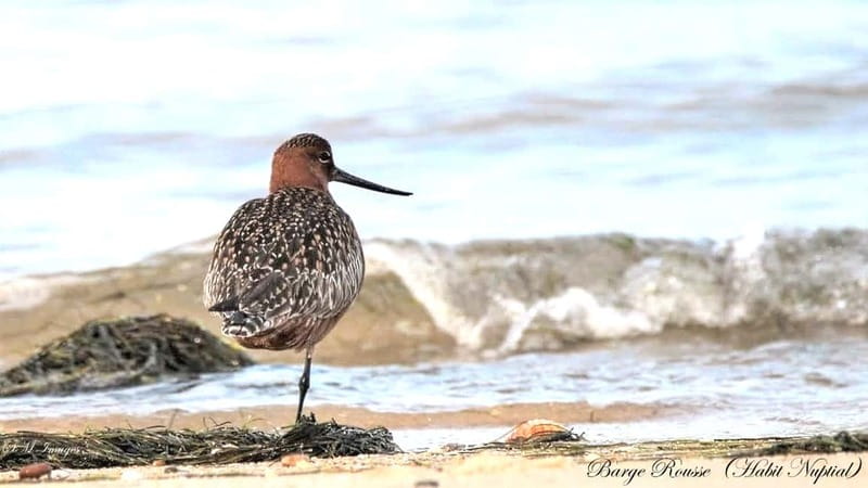 Olhão: Ria Formosa 3 Islands Guided Day Trip by Boat - Who should book this, and who might skip it