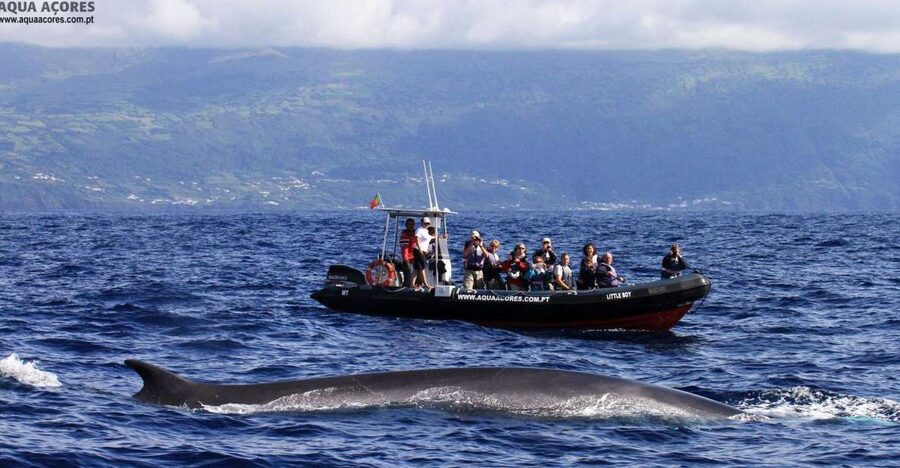 Pico Island: Azores Whale & Dolphin Watching on Zodiac Boat - Why Pico Island and Lajes do Pico are a whale watching sweet spot