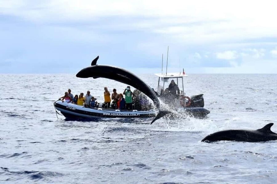 Pico Island: Azores Whale & Dolphin Watching on Zodiac Boat - What you can realistically spot: dolphins, sperm whales, blue whales, turtles, and birds