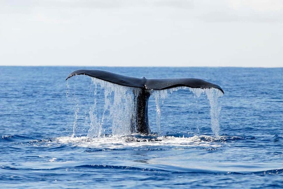 Pico Island: Azores Whale & Dolphin Watching on Zodiac Boat - If the sea gets rough: what to do with choppy water and wet clothing