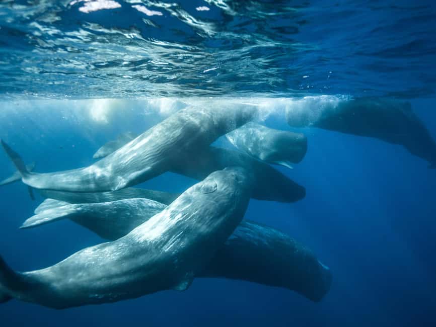 Pico Island: Whale Watching Experience from Lajes do Pico - Key things to know before you go