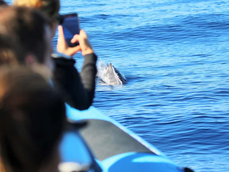Pico Island: Whale Watching Experience from Lajes do Pico - Meeting at Futurismo Whale Watching in Lajes do Pico
