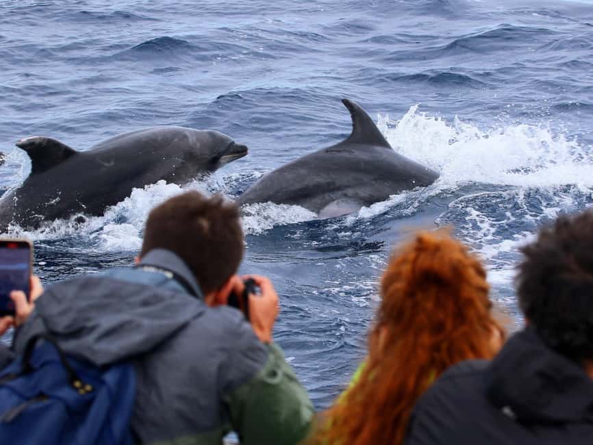 Pico Island: Whale Watching Experience from Lajes do Pico - The bumpy ride factor: choosing where to sit