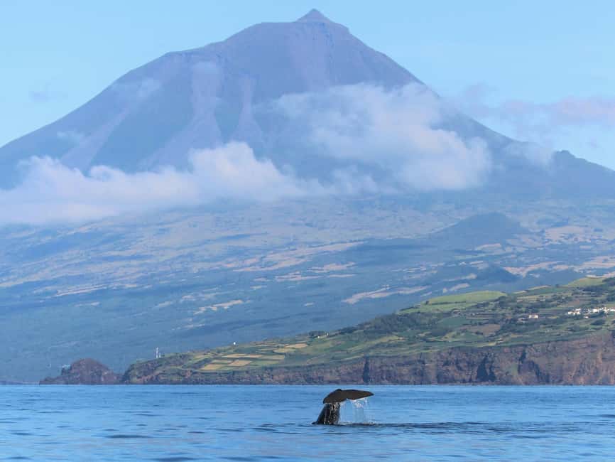 Pico Island: Whale Watching Experience from Lajes do Pico - Included gear and what it means for your comfort