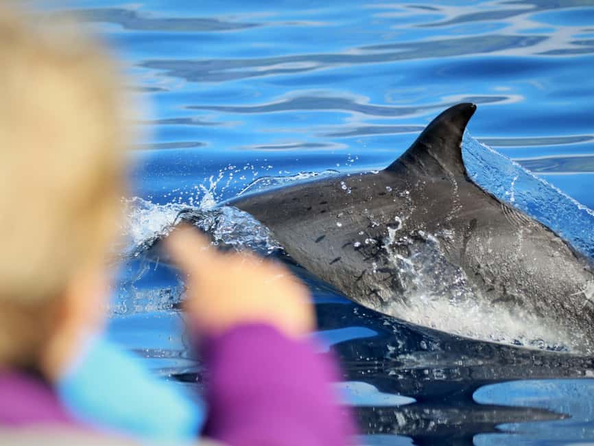 Pico Island: Whale Watching Experience from Lajes do Pico - How long is the tour, and how the timing feels in real life